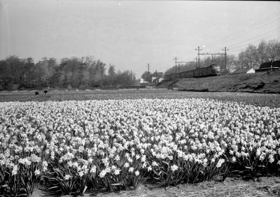 150946 Gezicht op een bloembollenveld te Vogelenzang met op de achtergrond een electrisch treinstel mat. 1954 ...